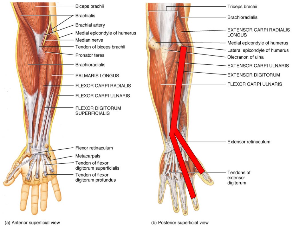 drumming hand technique, American matched grip