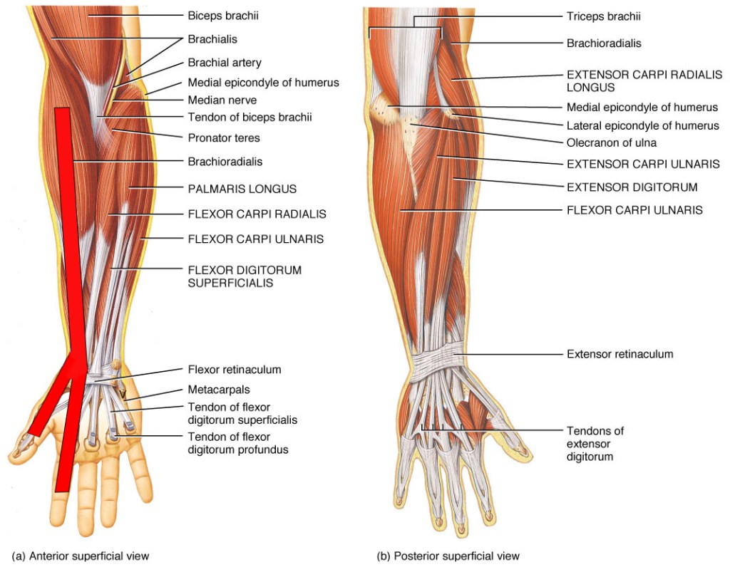 drumming hand technique, traditional grip